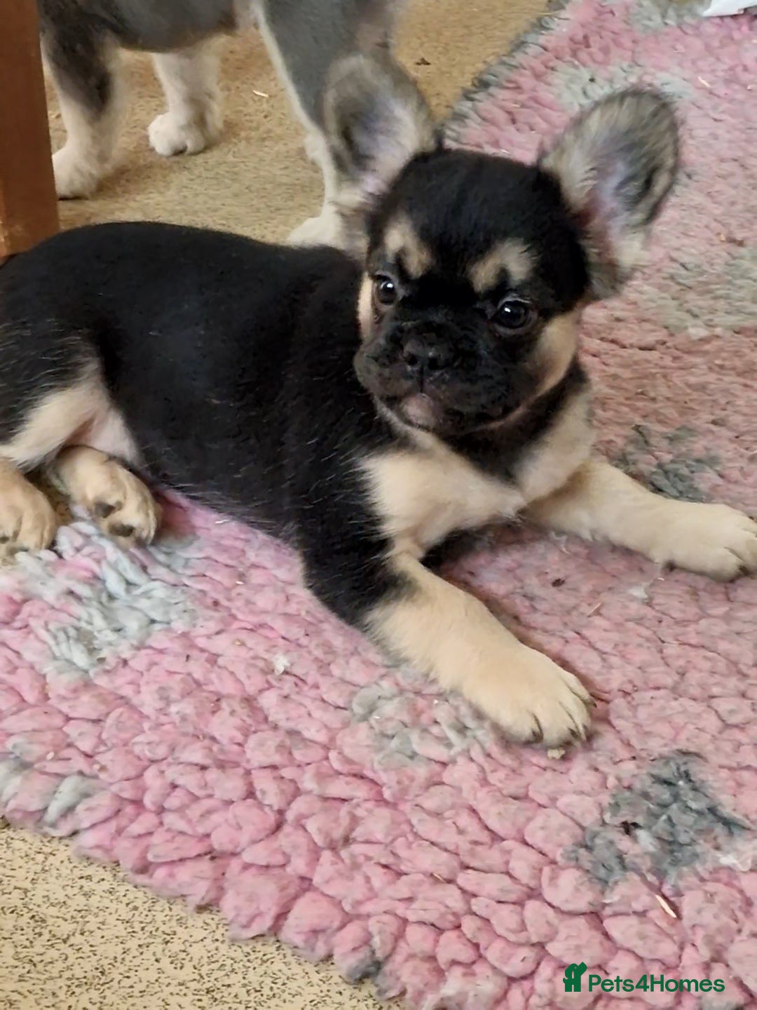 French Bulldog dogs for sale: *LAST2* Fluffy french bulldog puppies - Image 4
