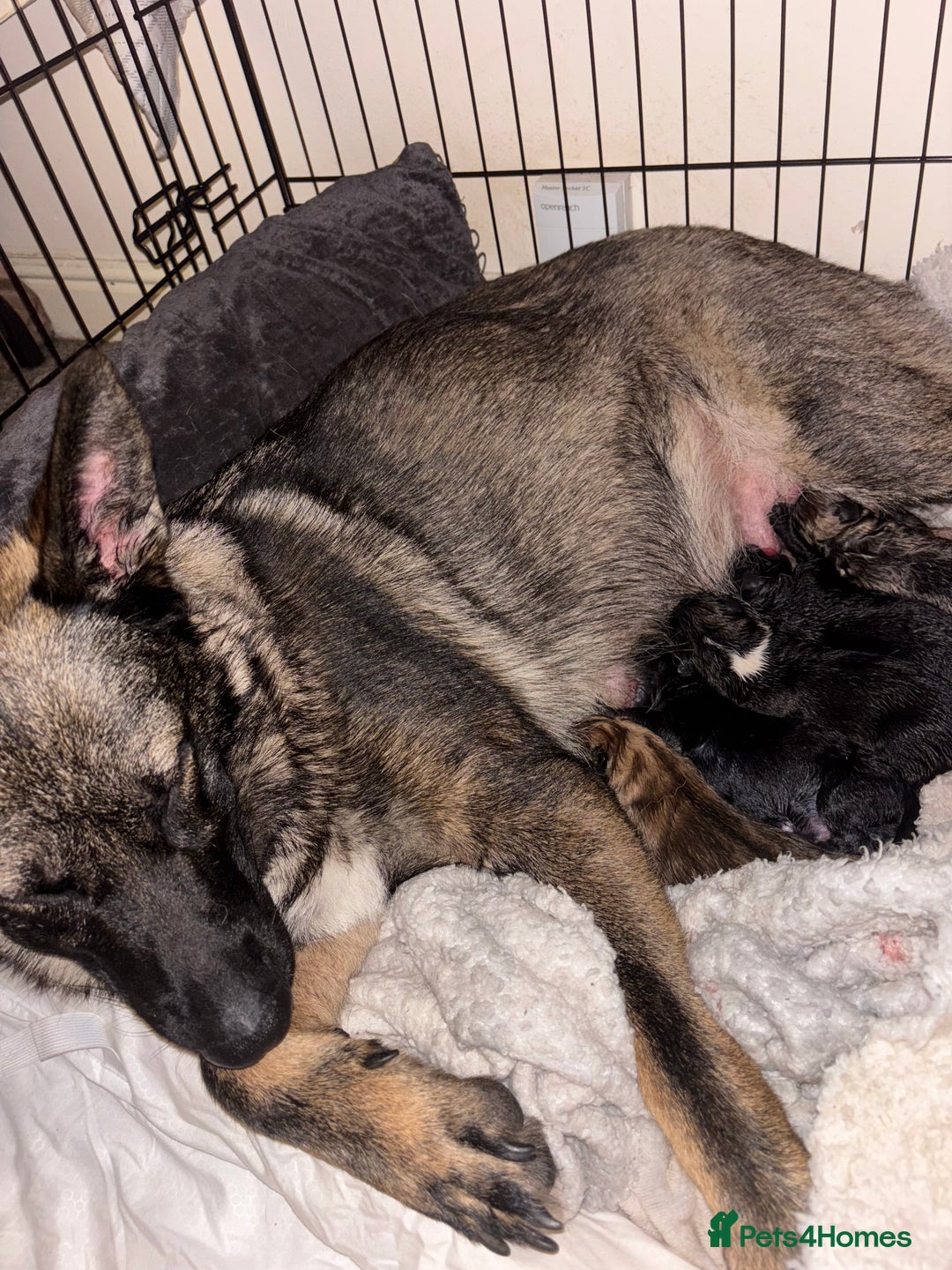 German Shepherd dogs for sale: Czech Shepherd x Akita PUPPIES!!  - Image 12