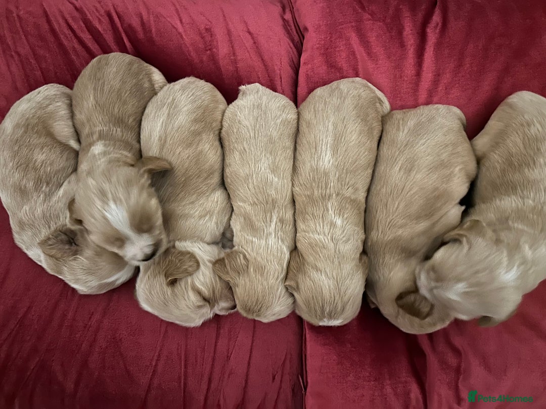 Cocker Spaniel dogs for sale: 7 Cocker Spaniel Puppies. 💙💙💙💙🩷🩷🩷 - Image 5
