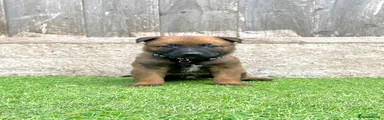 Black collar male 1 