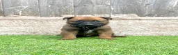 Belgian Shepherd Dog dogs for sale: KC Belgian Malinois Puppys for sale - Advert 29