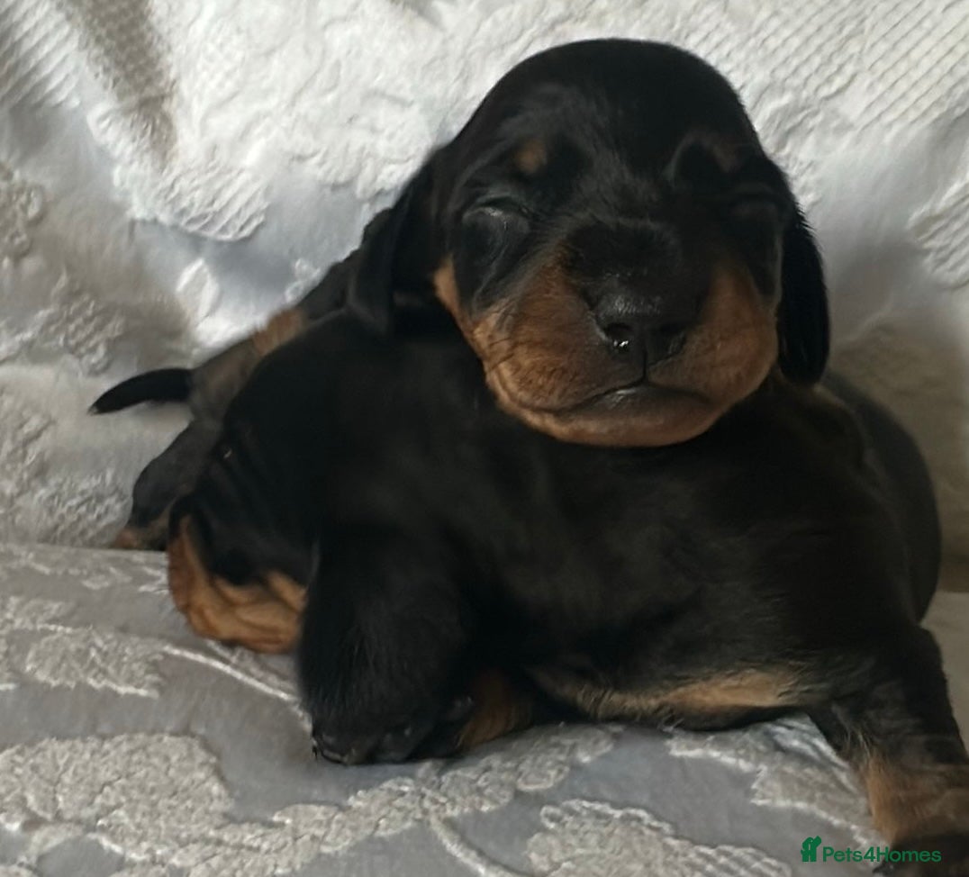Miniature Dachshund dogs KC Black & Tan Miniature Dachshunds - Advert 1