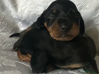 Miniature Dachshund dogs for sale: KC Black & Tan Miniature Dachshunds - Advert 1