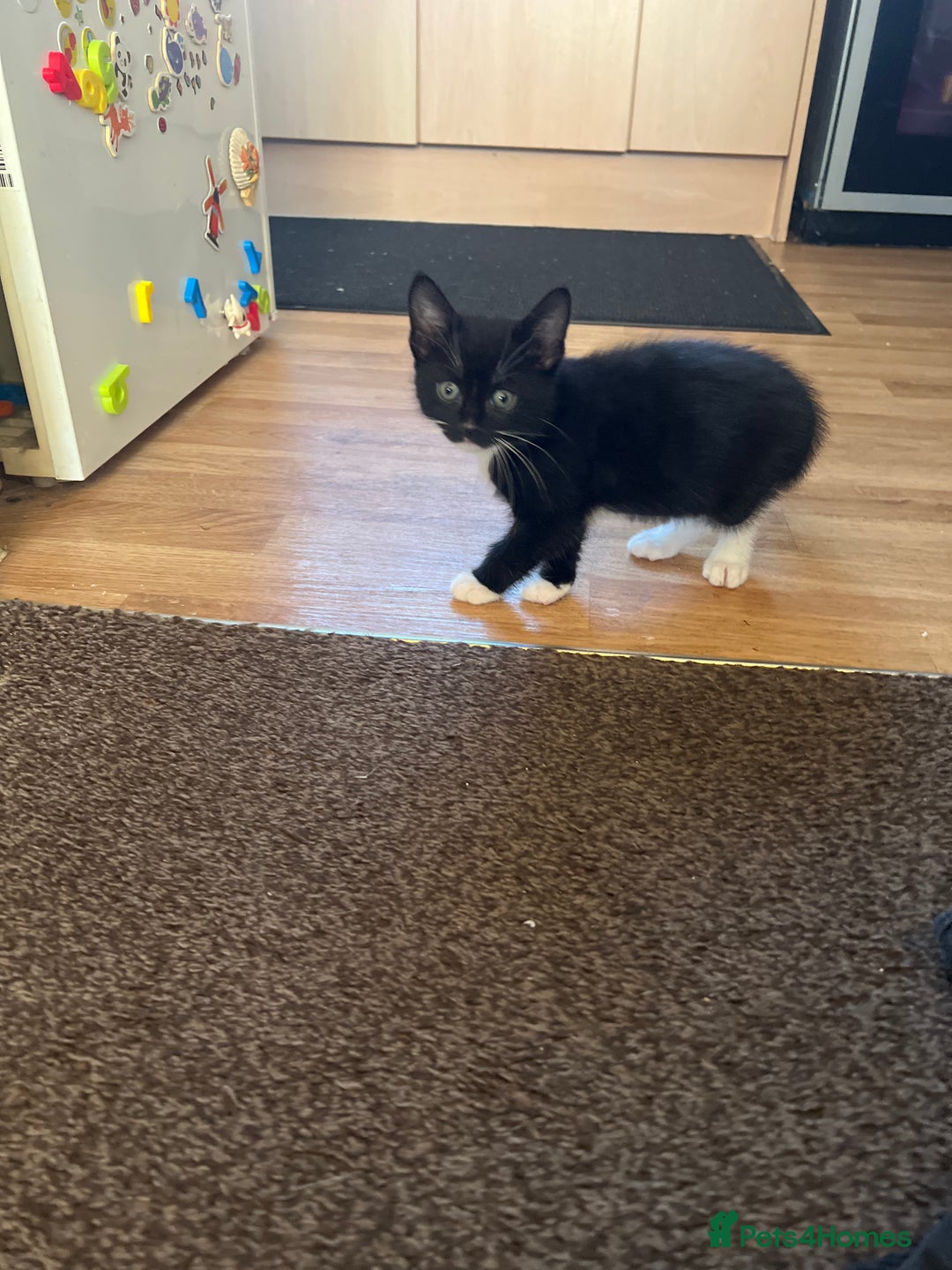 Domestic Shorthair cats for sale: 4 beautiful kittens 3 female 1 male - Image 6