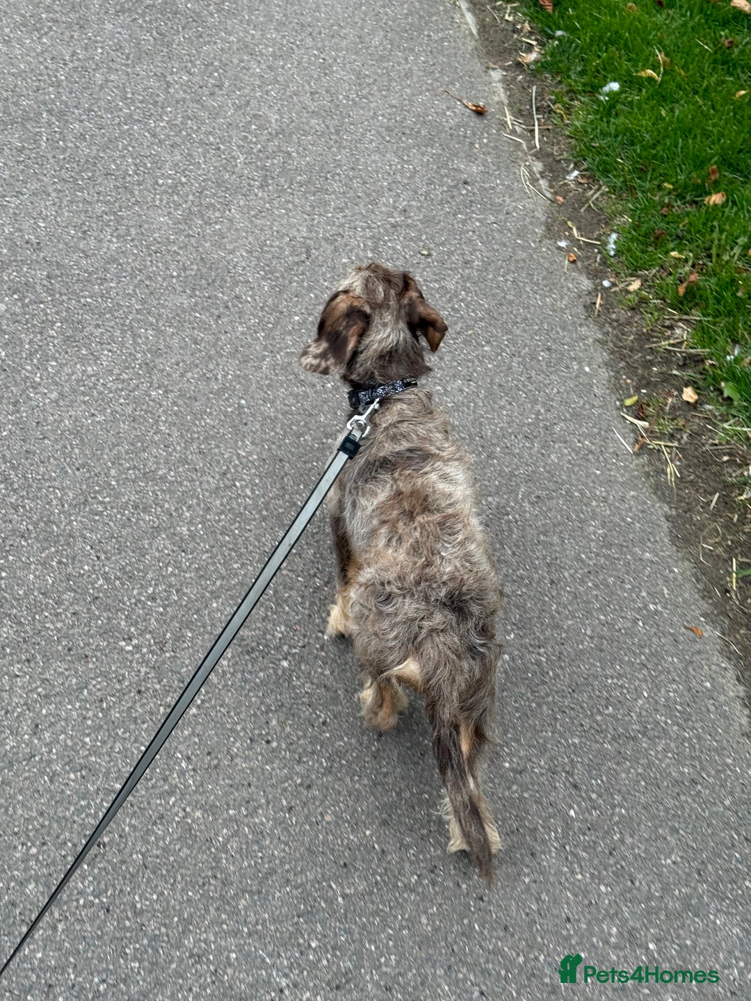 Mixed Breed dogs for sale: 10 month old mini dachshund/jack Russell male   - Advert 3