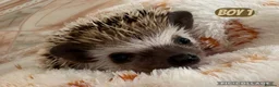 Pygmy Hedgehog rodents for sale: African Pygmy baby hedgehogs for sale  - Advert 1