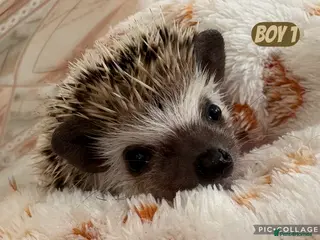 Pygmy Hedgehog rodents African Pygmy baby hedgehogs for sale - Advert 1