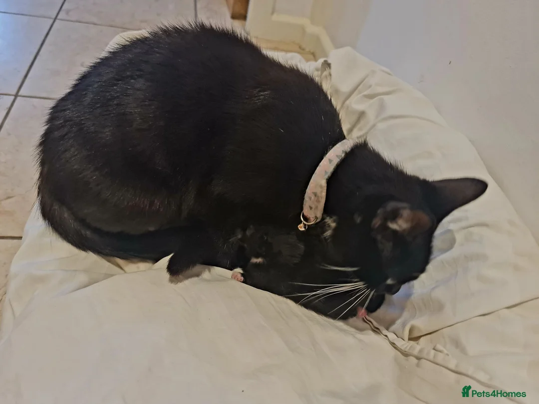 Mixed Breed cats for sale: 5 Heart-Melting Baby Kittens Ready for Love! - Advert 2