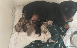 Dachshund dogs for sale: 🌈🌈rainbow litter 🌈🌈 - Image 6