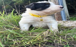 Bearded Collie dogs for sale: 🚨3/4 BEAUTIFUL BEARDIE PUPPIES 🚨 - Image 28