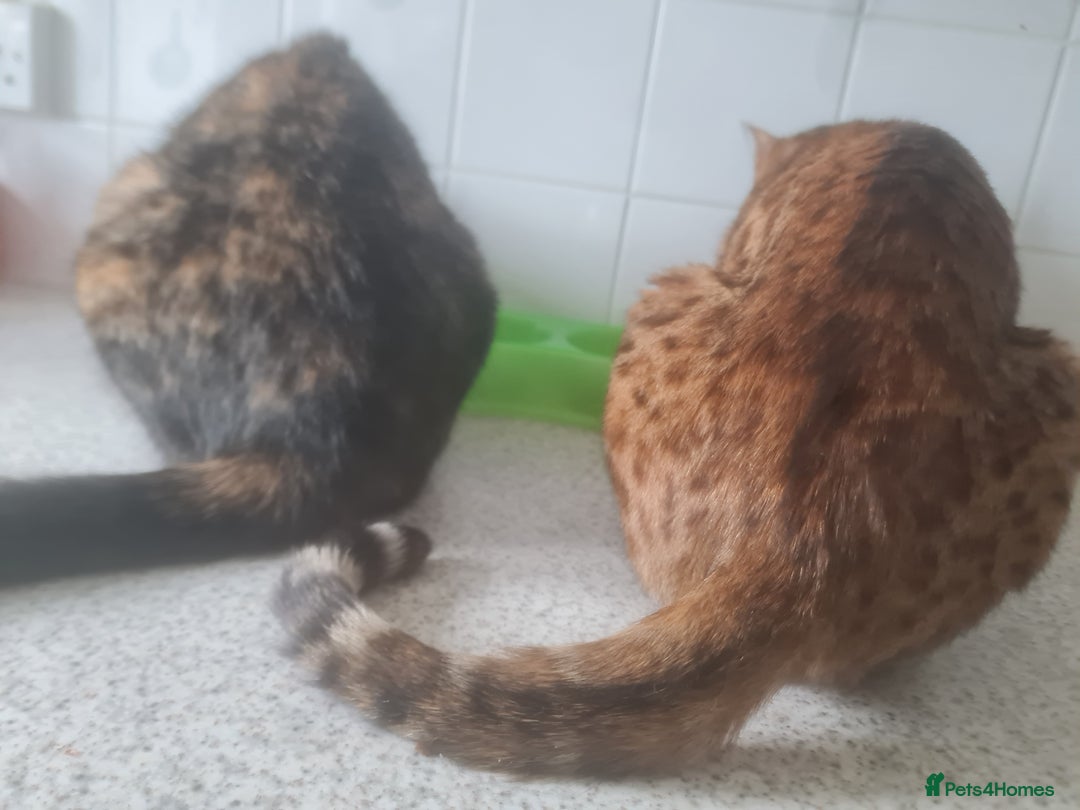 Bengal cats for sale: Mix Bengal kitten - Image 5