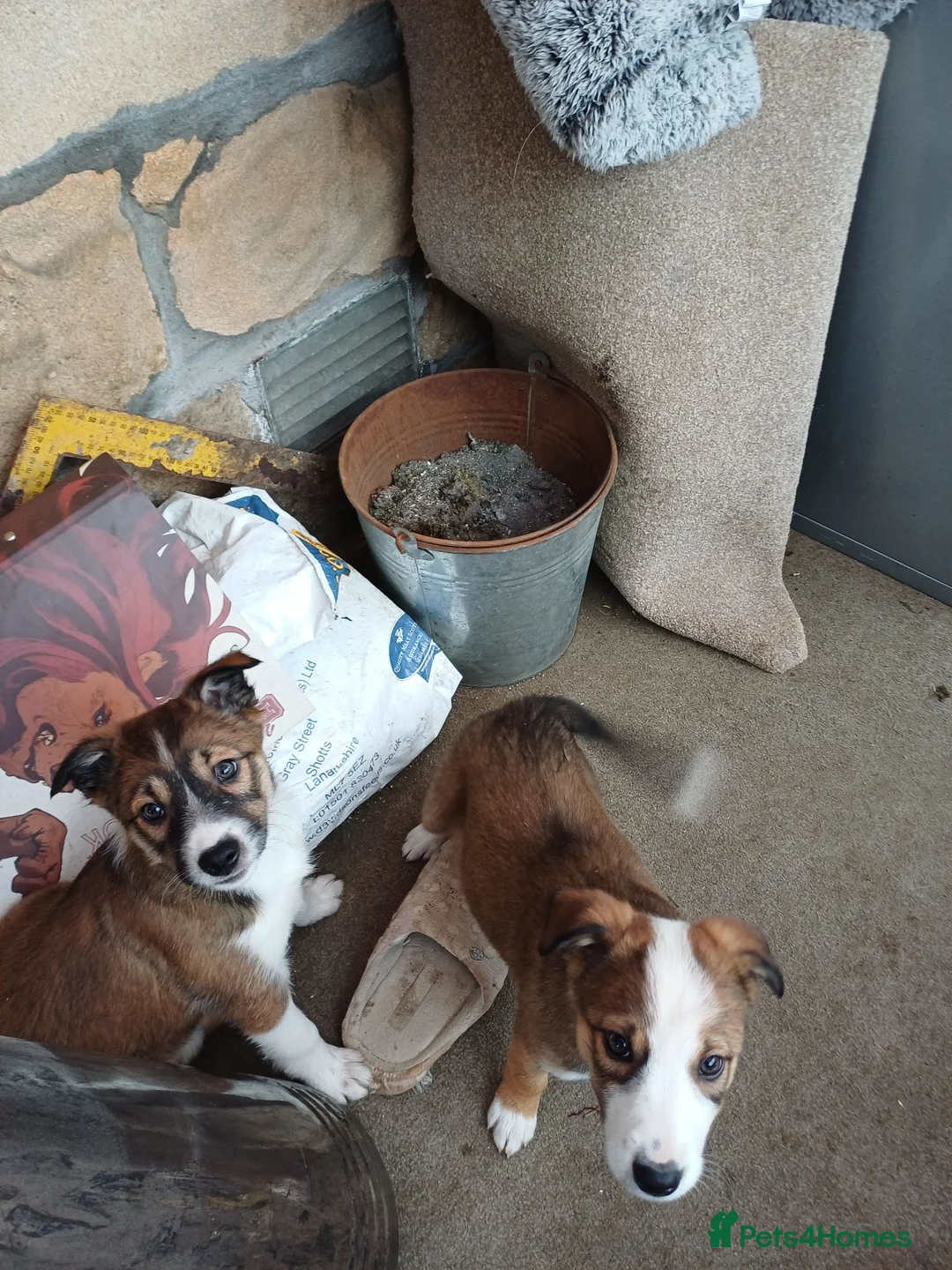 Border Collie dogs for sale: Border collie pup in Airdrie - Advert 3