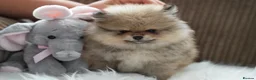 Pomeranian dogs for sale: Four small cute pups  - Advert 4