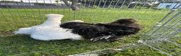 Chickens poultry for sale: Silkie Chickens – 2 Silkie Hens &  Silkie Cockerel - Advert 1