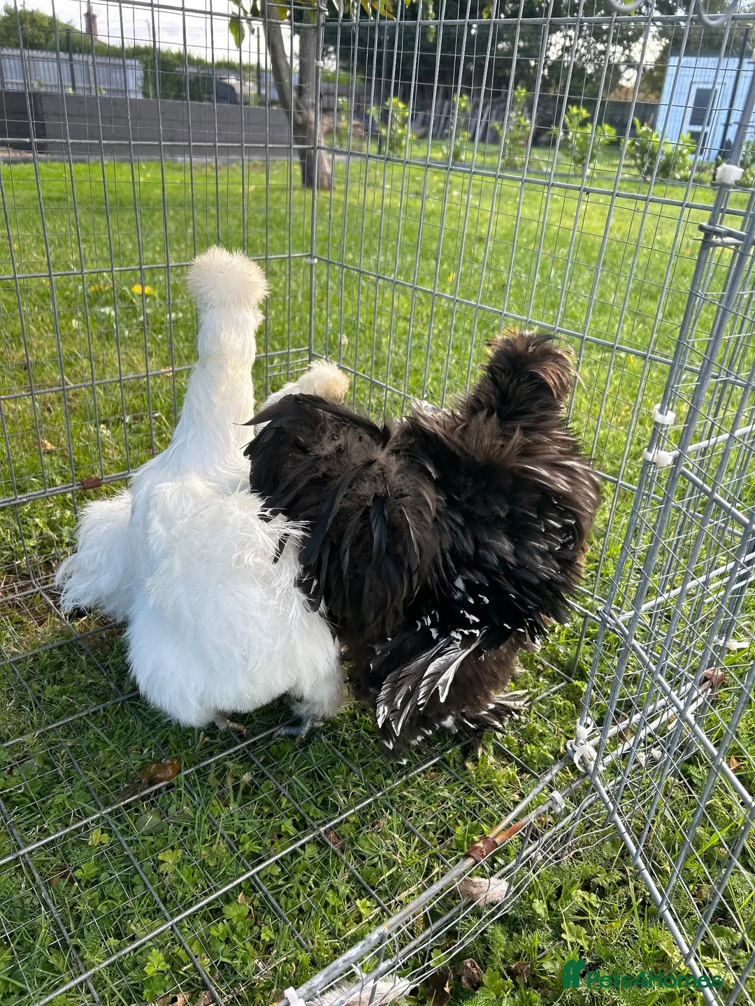 Chickens poultry for sale: Silkie Chickens – 2 Silkie Hens &  Silkie Cockerel - Advert 1