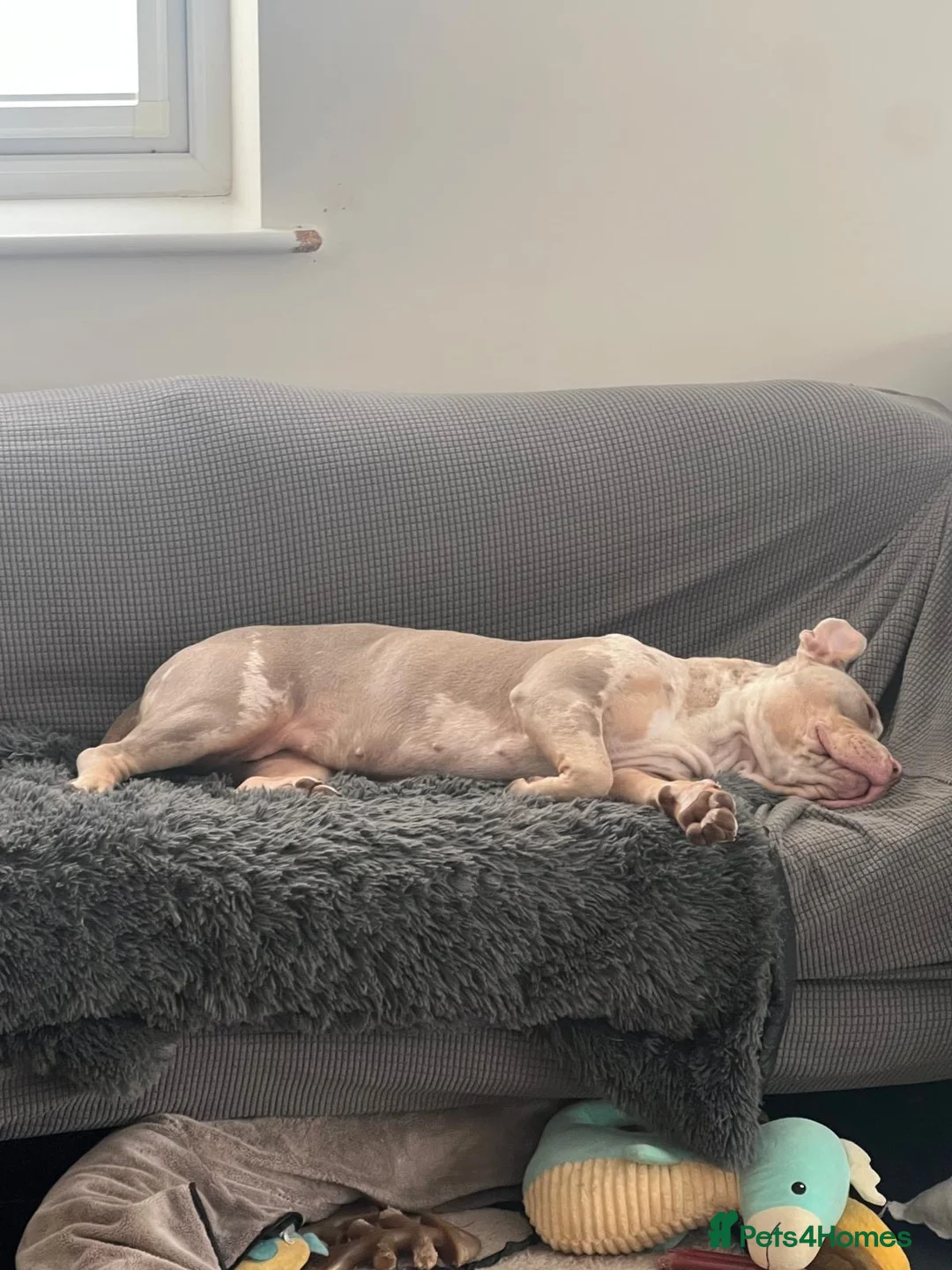 American Bully dogs for sale: Need to rehome my girl  - Advert 3