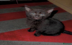 Mixed Breed cats for sale: 4 boys and 1 girl ready to find their new homes ^^ - Advert 3