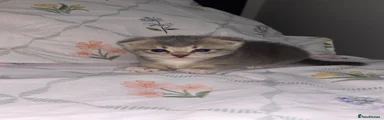 Scottish Fold 6