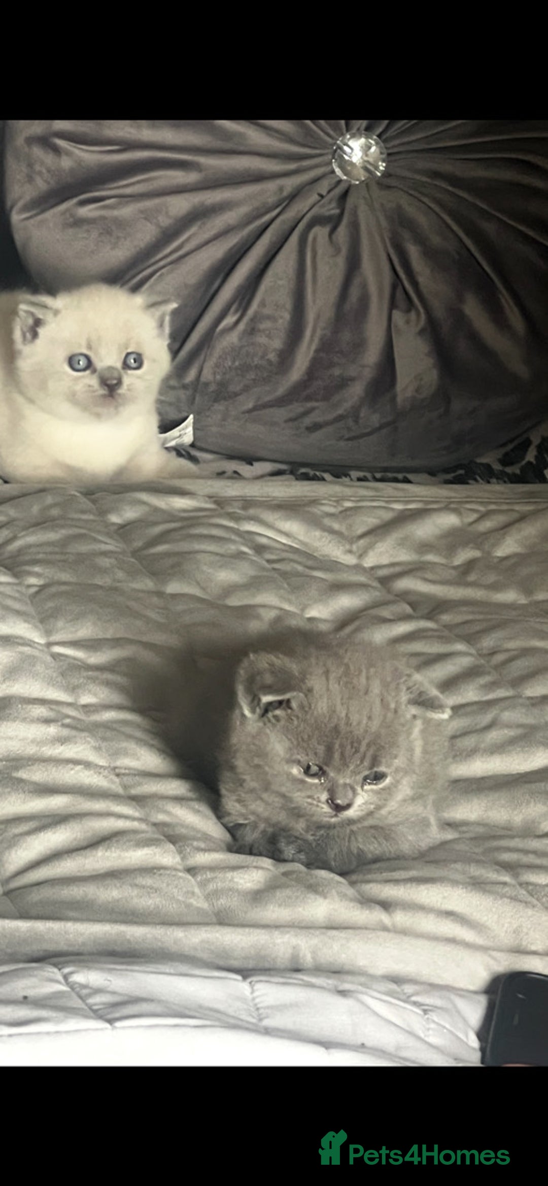 British Shorthair cats for sale: British short haired kittens  - Image 5