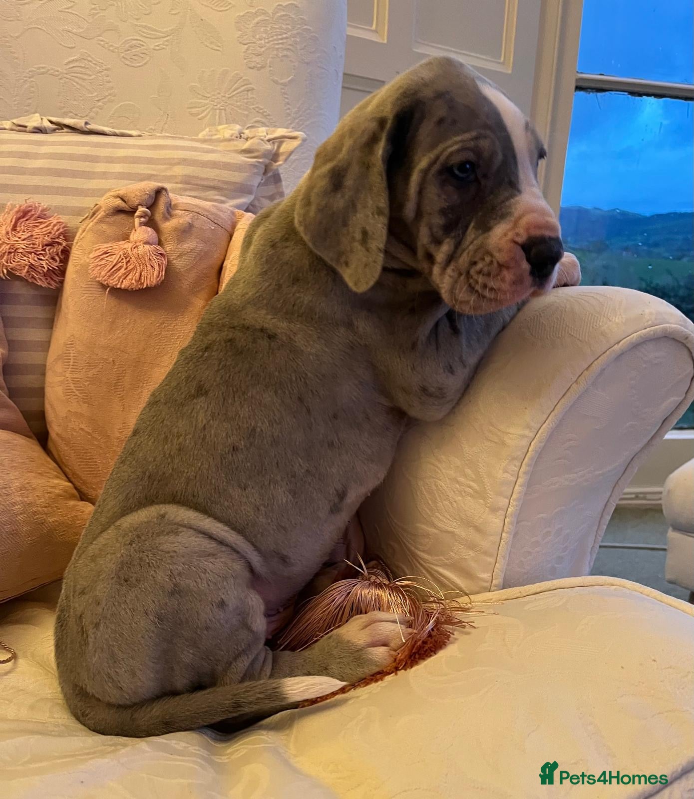 Great Dane dogs GREATEST DANE PUPS - KC Reg  - Advert 3