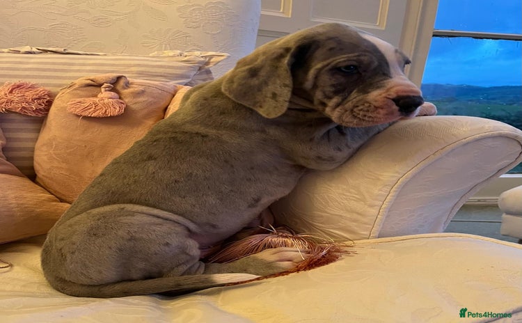 Great Dane dogs GREATEST DANE PUPS - KC Reg  - Advert 1