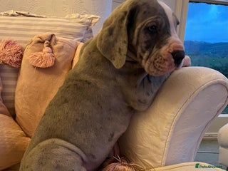 Great Dane dogs GREATEST DANE PUPS - KC Reg - Advert 7