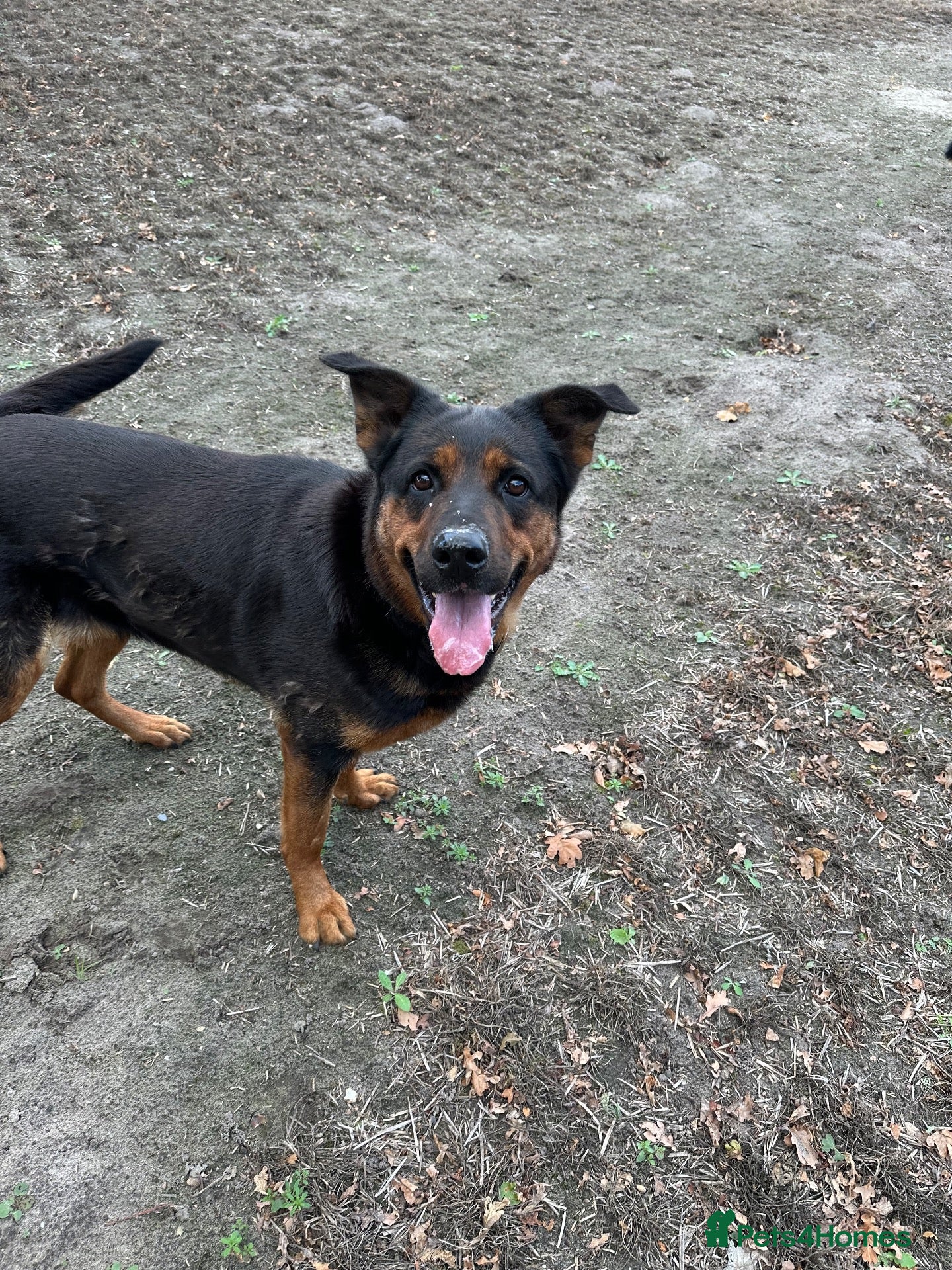 Mixed Breed dogs for sale: German Shepherd cross Rottweiler  - Advert 11
