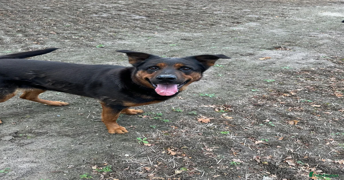 German Shepherd cross Rottweiler for sale in Thatcham | Pets4Homes
