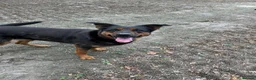 Mixed Breed dogs for sale: German Shepherd cross Rottweiler  - Advert 1