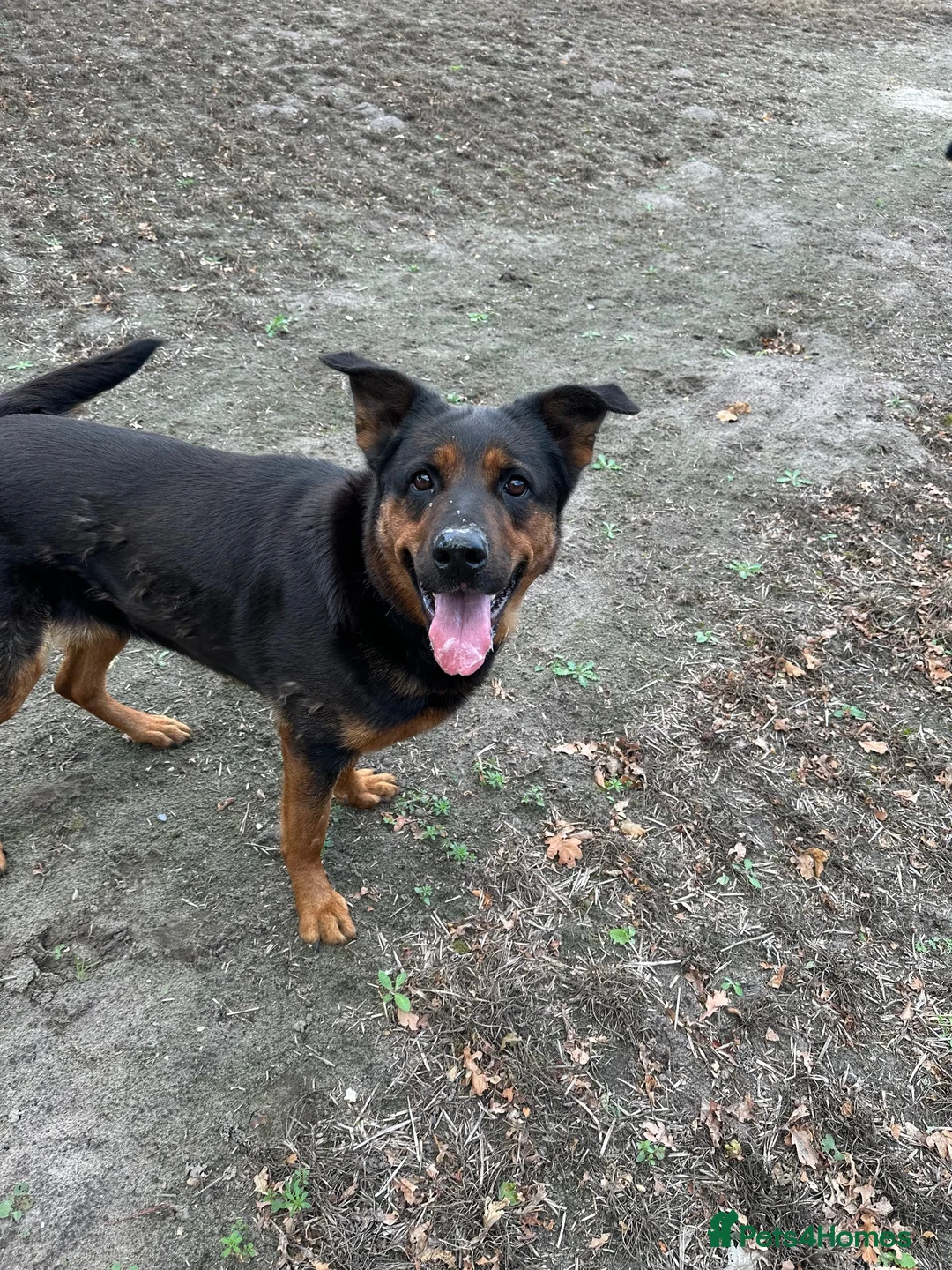 Mixed Breed dogs for sale: German Shepherd cross Rottweiler  - Advert 1