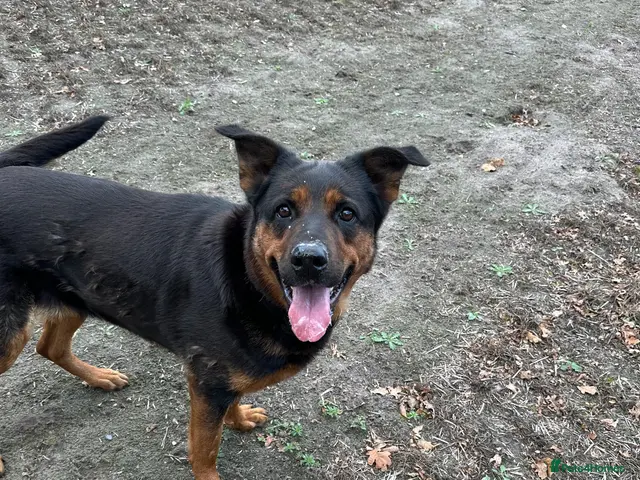 Mixed Breed dogs for sale: German Shepherd cross Rottweiler - Advert 7