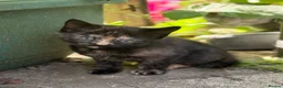 Mixed Breed cats for sale: Gorgeous kittens - Advert 16