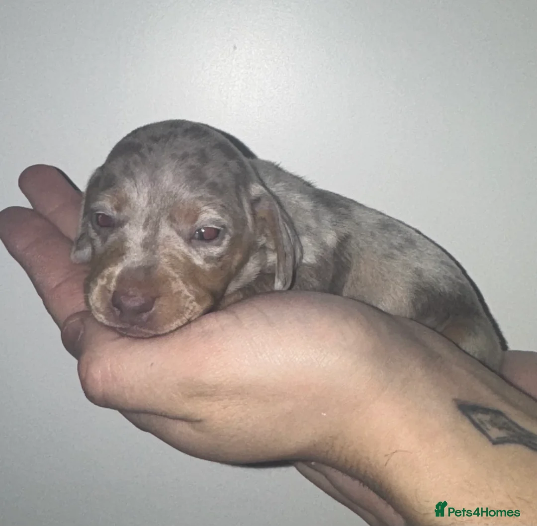 Miniature Dachshund dogs for sale: Isabella silver dapple miniature Daschound puppy’s - Advert 17