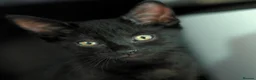Russian Blue cats for sale: 2 cute black fluffy kittens for sale - Advert 8