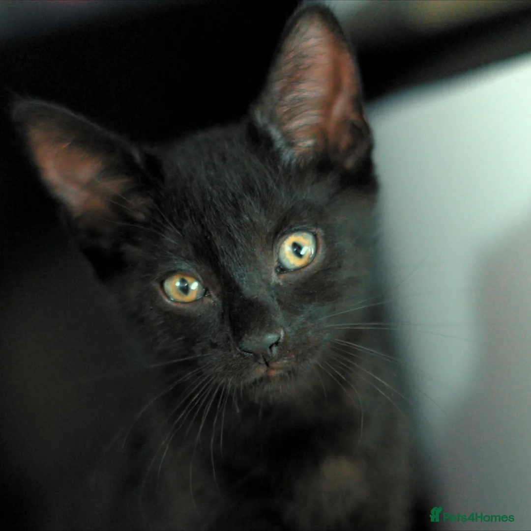 Russian Blue cats for sale: 2 cute black fluffy kittens for sale - Advert 8