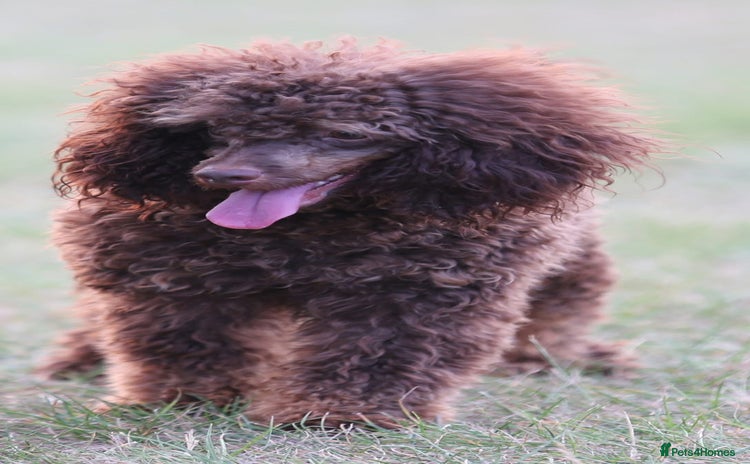 Toy Poodle dogs - Advert 3