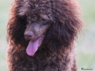 Toy Poodle dogs for stud: Hugo Chocolate & Tan outstanding toy poodle - Advert 1