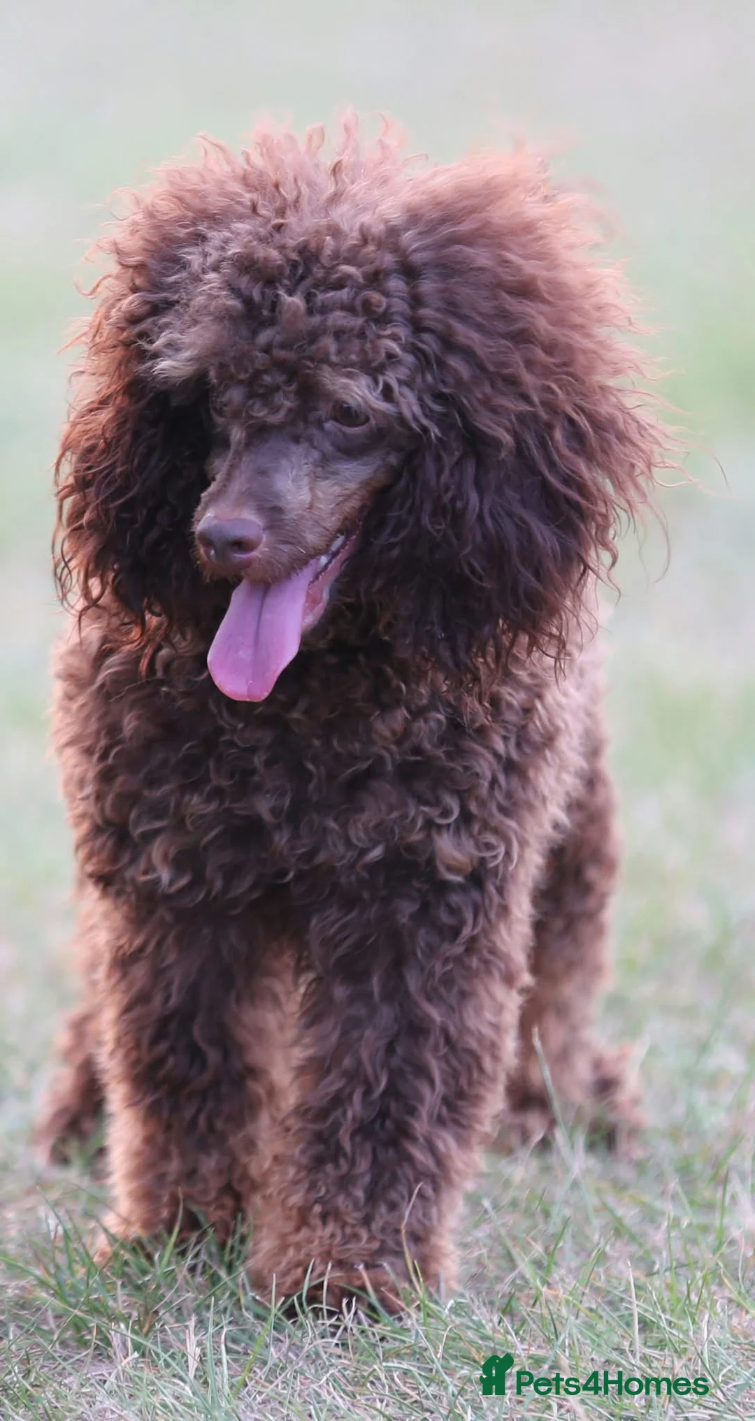 Toy Poodle dogs for stud: Hugo Chocolate & Tan outstanding toy poodle  - Advert 1