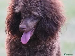 Toy Poodle dogs Hugo Chocolate & Tan outstanding toy poodle - Advert 22