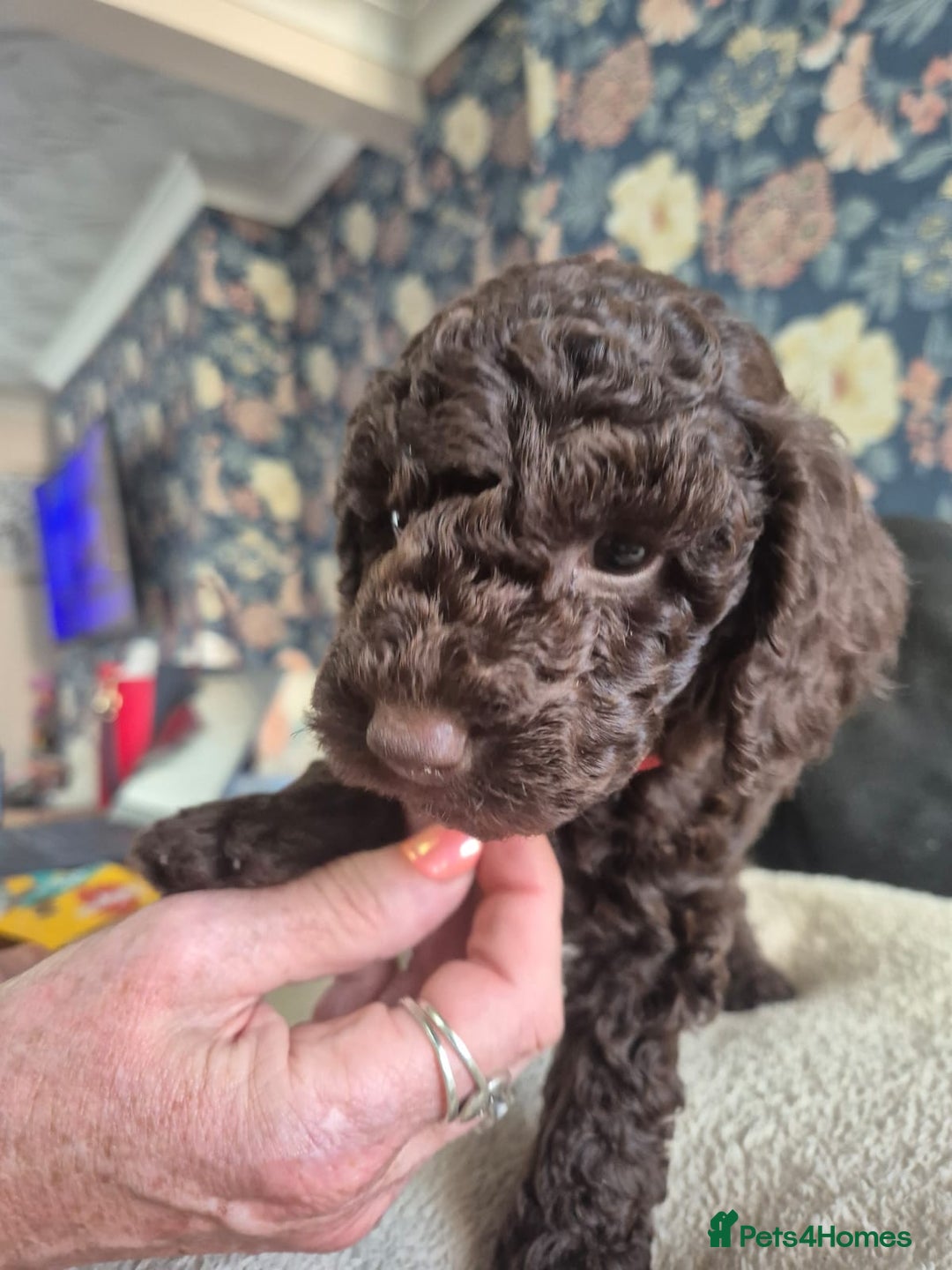 Sproodle dogs for sale: Beautiful Sproodles 1 black girl&1 chocolate boy - Image 13