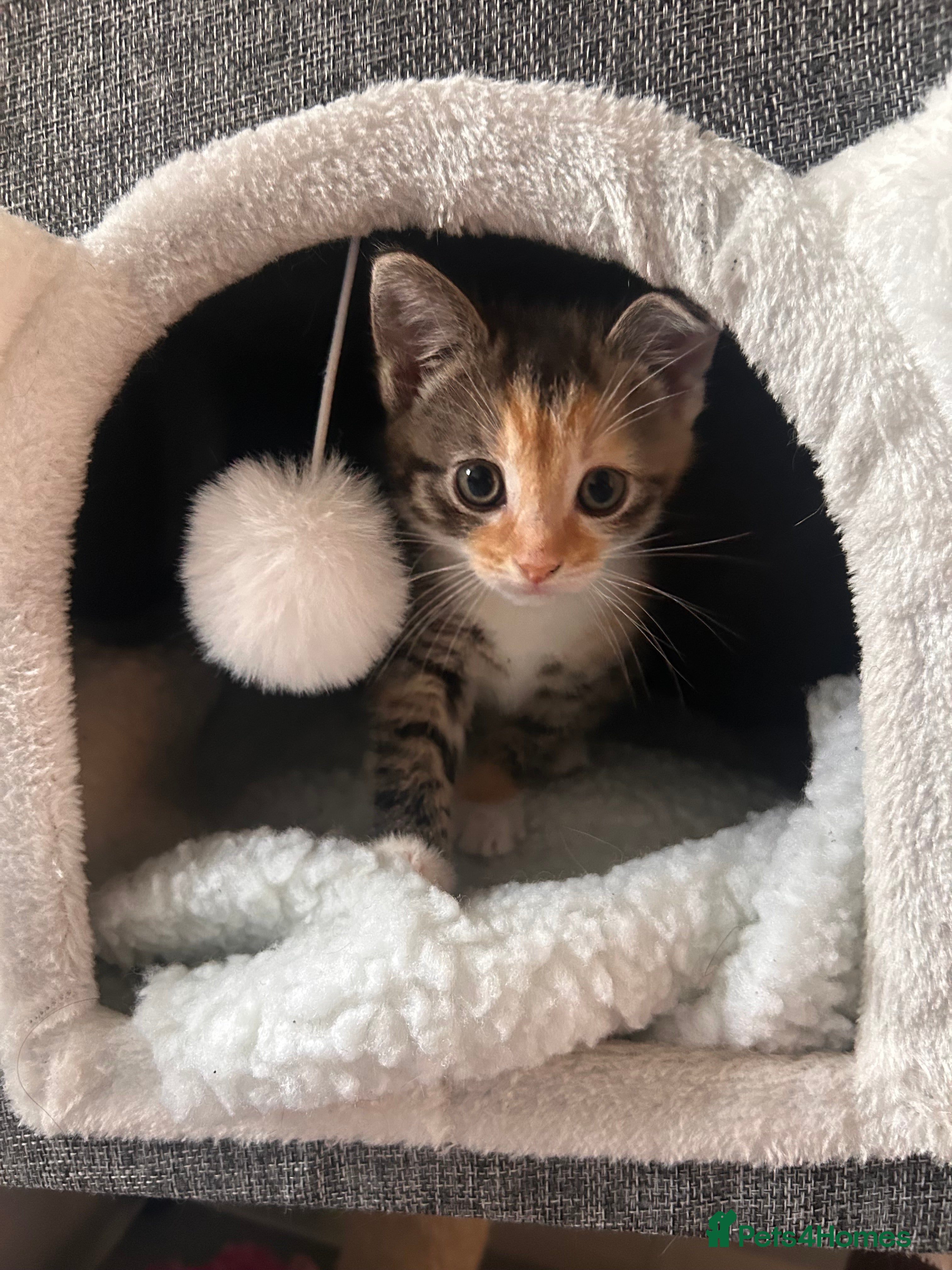 Mixed Breed cats Adorable Healthy Kittens - Ready for loving homes - Advert 1