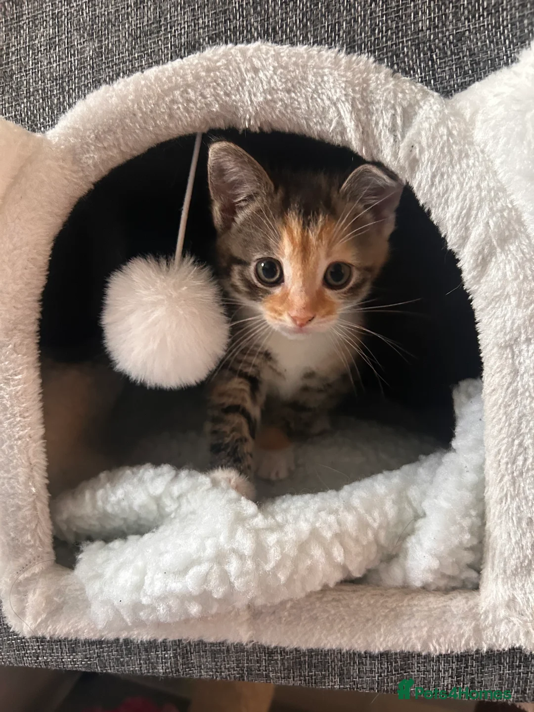 Mixed Breed cats for sale: Adorable Healthy Kittens - Ready for loving homes - Advert 1