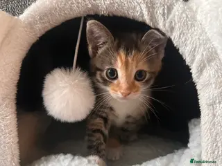 Mixed Breed cats Adorable Healthy Kittens - Ready for loving homes - Advert 3