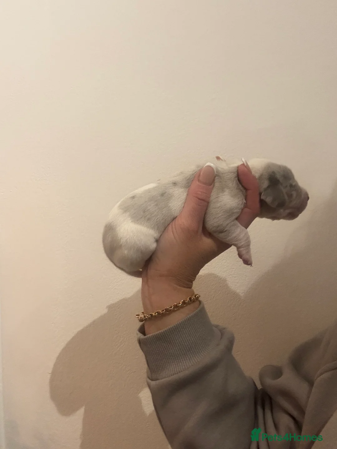 Dachshund dogs for sale: Miniature dashaund - Advert 27