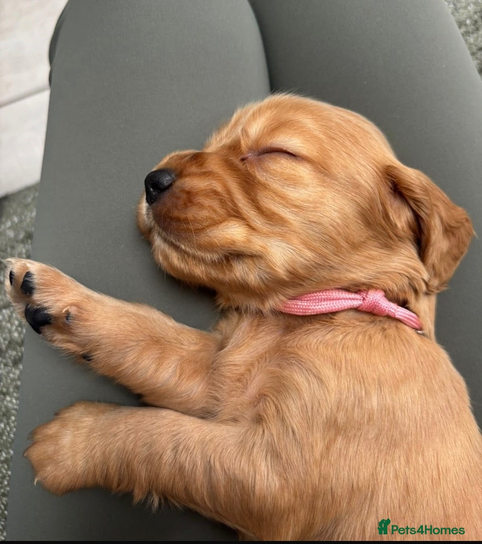 Cocker Spaniel dogs for sale: Litter of Kennel Club working Cocker Spaniels - Advert 1