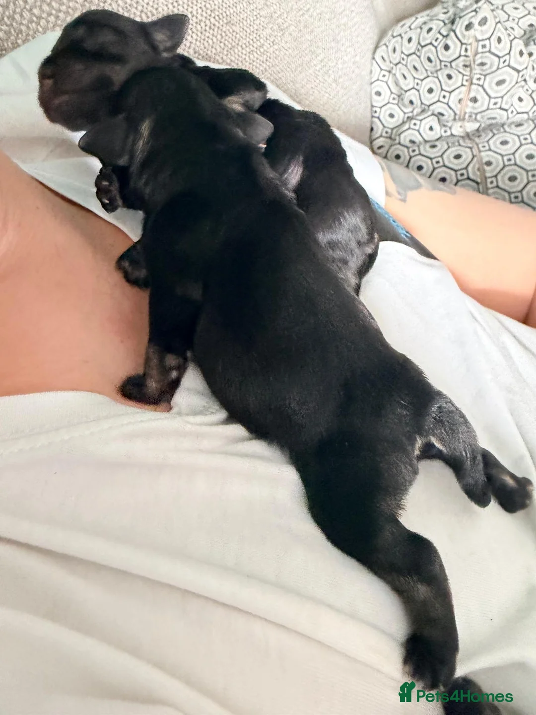 Miniature Schnauzer dogs for sale: Miniature schnauzer black and silver  in Aberdeen - Advert 2