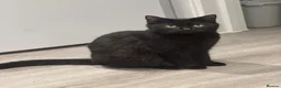 Mixed Breed cats for sale: 2 Black Cats Looking for Their Forever Home - Advert 6