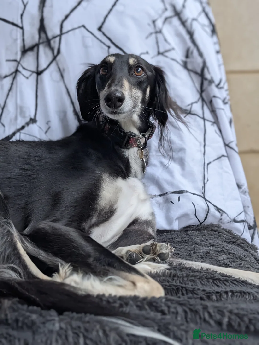Saluki dogs for adoption: Charlotte - Advert 2
