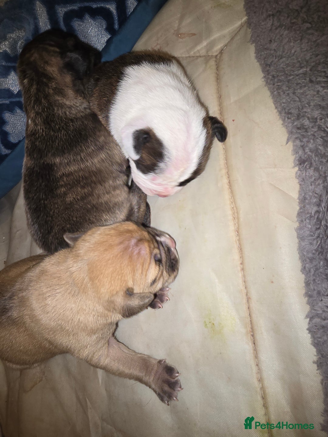 American Bulldog dogs for sale: American bulldog pups for sale - Image 16