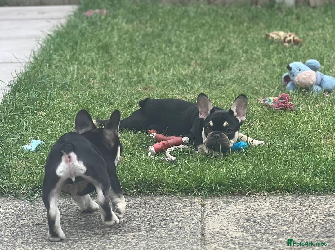 French Bulldog dogs for sale: 2 beautiful french bulldog puppies available  in Oldbury - Image 6